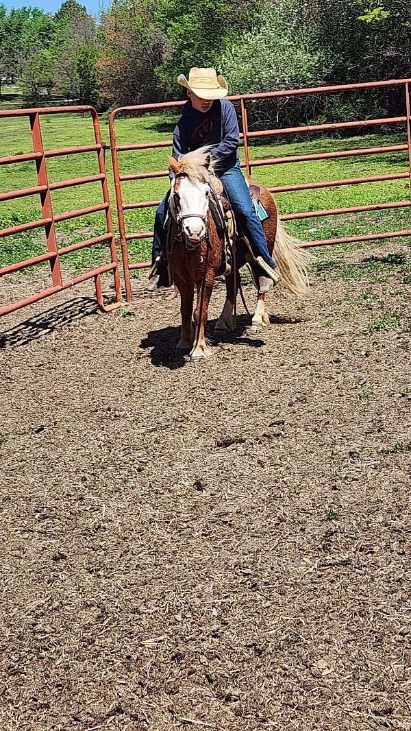 shetland-pony-gelding