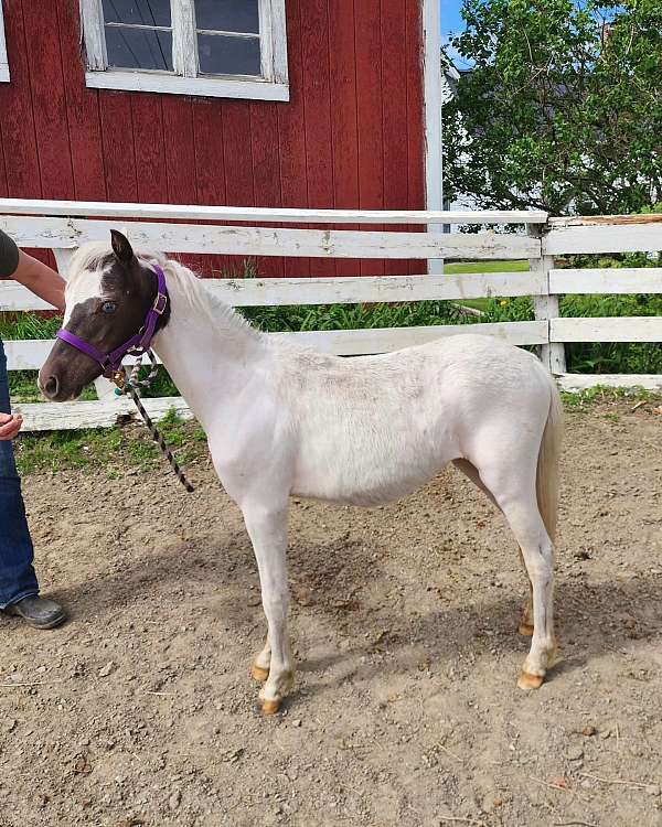 blue-eyed-miniature-pony