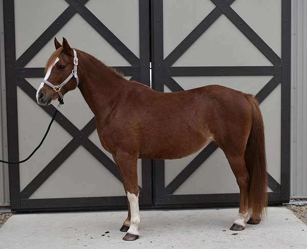 chestnut-experienced-youth-horse