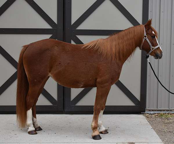 chestnut-welsh-pony-mare