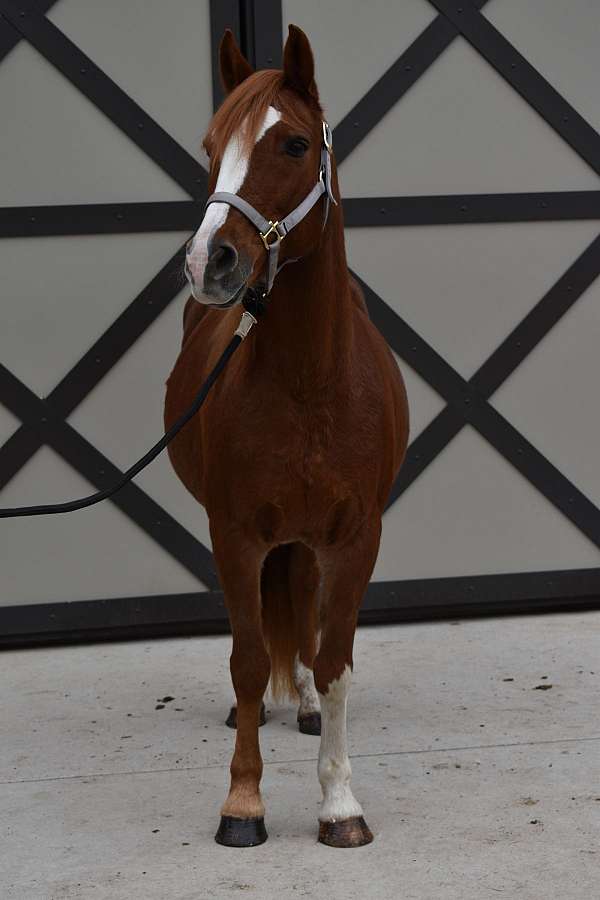 chestnut-mare-for-sale