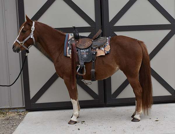 chestnut-welsh-pony-for-sale