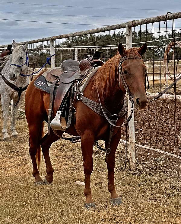 sorrel-quarter-horse-gelding