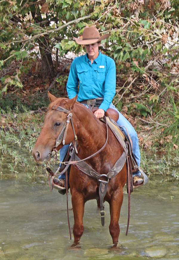 13-hand-quarter-horse-gelding