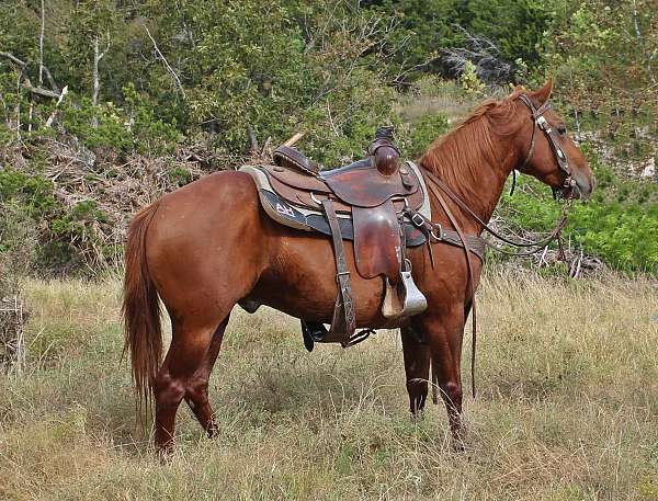 sorrel-quarter-horse-for-sale