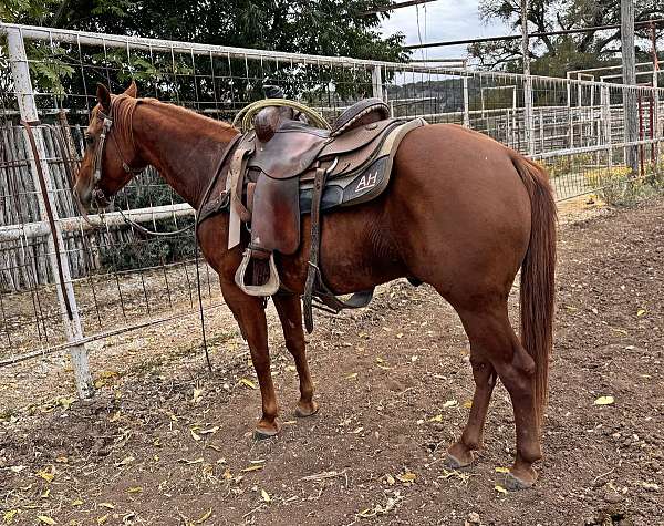 13-hand-quarter-horse