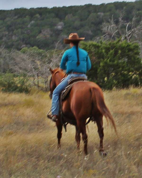 13-hand-gelding