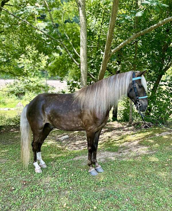 all-around-rocky-mountain-horse