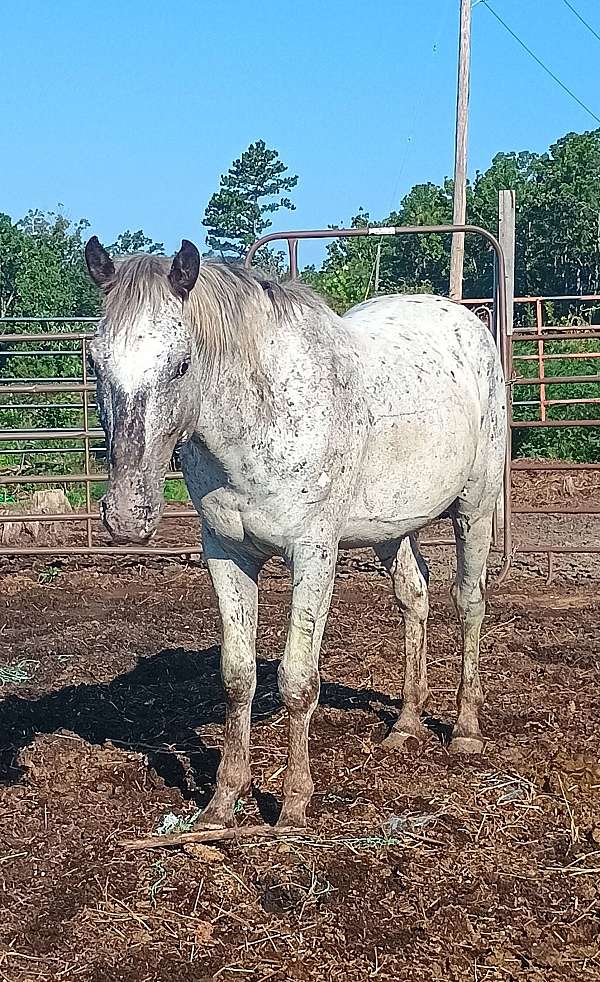 appaloosa-pony-stallion