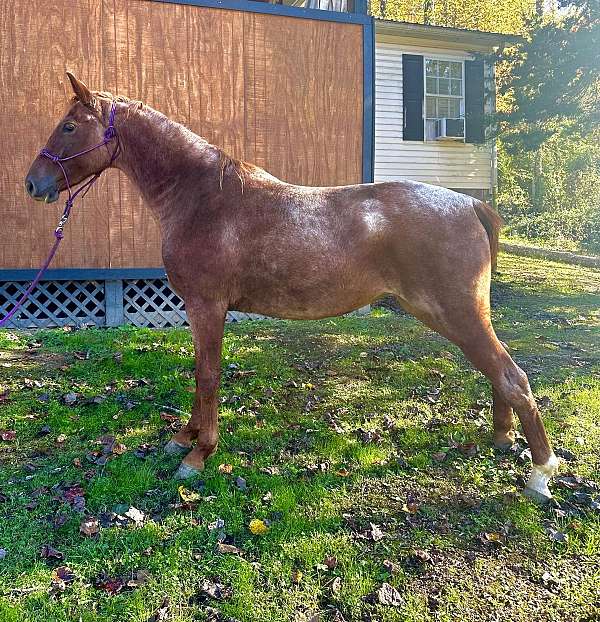 red-roan-tennessee-walking-filly