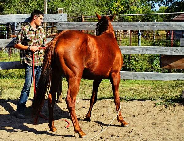 blaze-horse