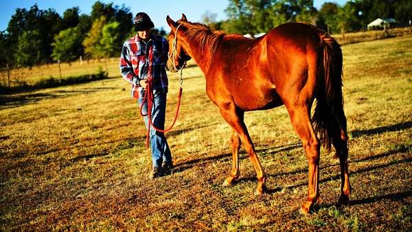 montanza-quarter-horse