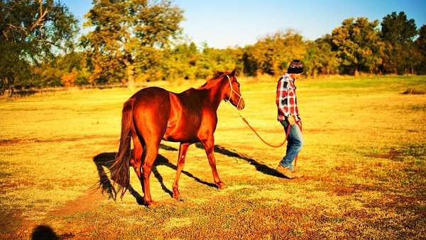 safe-quarter-horse