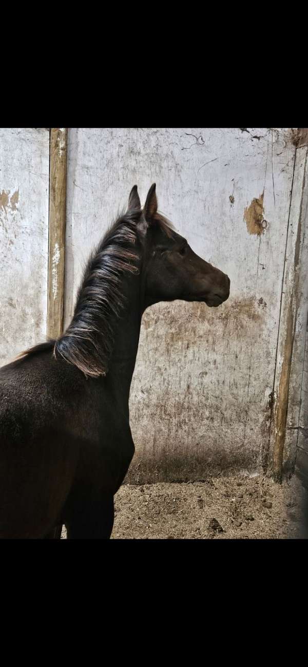 bay-arabian-half-arabian-colt