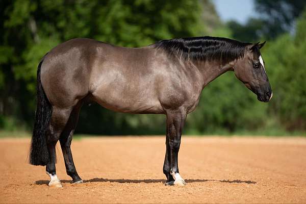 grulla-working-co-horse