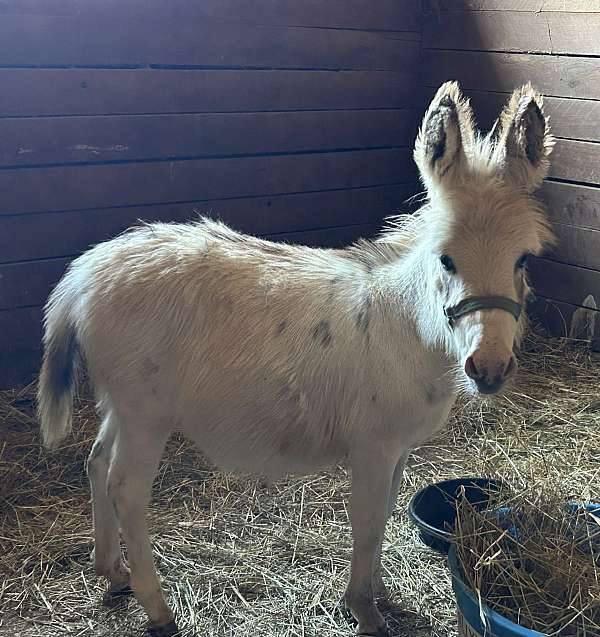 pinto-gray-white-spotted-horse