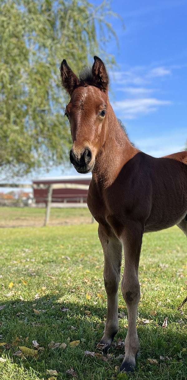 all-around-sporthorse-dales-pony