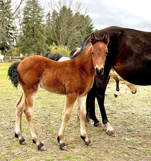 all-around-sporthorse-dales-pony