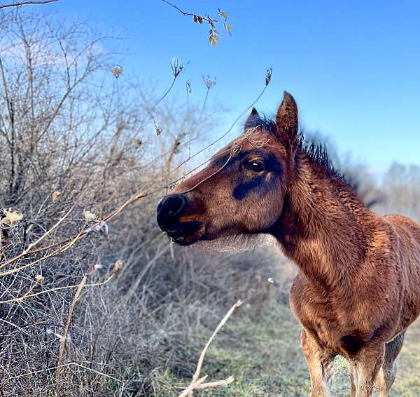 all-around-sporthorse-dales-pony