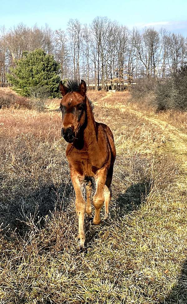 all-dales-pony