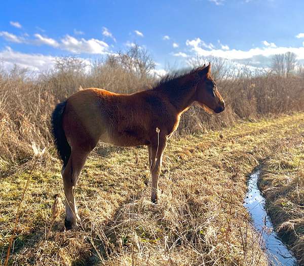 available-dales-pony