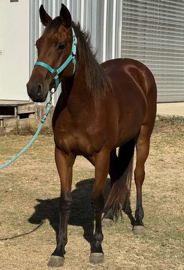 utd-on-coggins-vaccinations-team-roping-quarter-horse