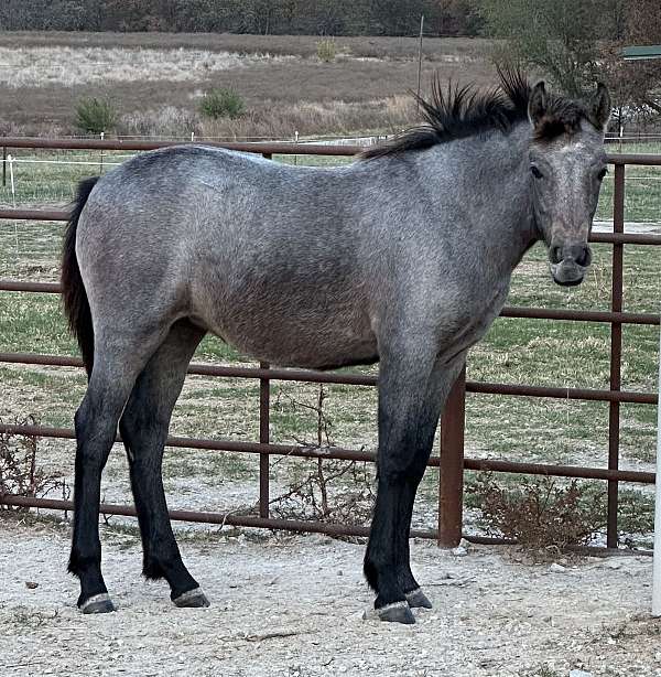 grey-connemara-pony-filly