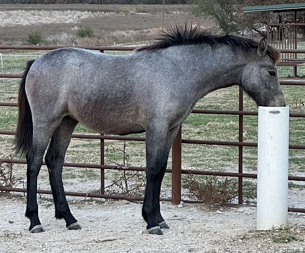 grey-connemara-pony-filly