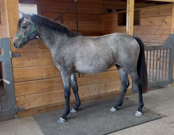 grey-connemara-pony-filly