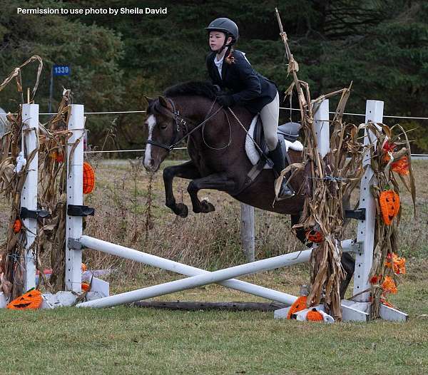 beginner-welsh-pony