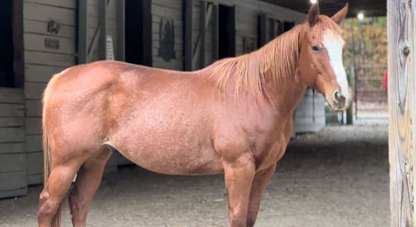 quarter-horse-gelding