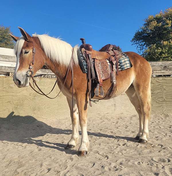 belgian-haflinger-filly