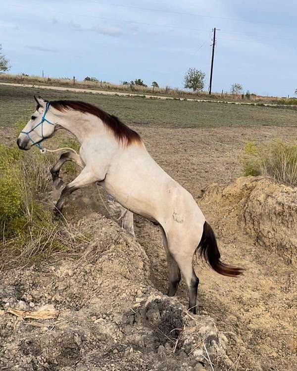 buckskin-blm-gelding