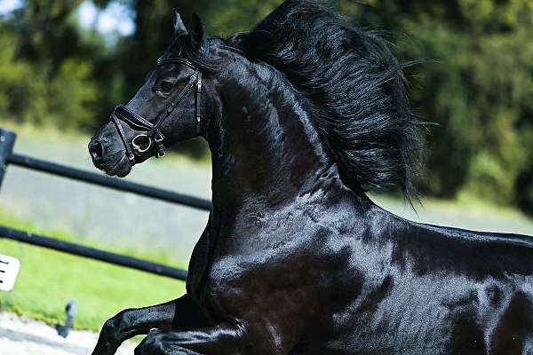 ridd-friesian-horse