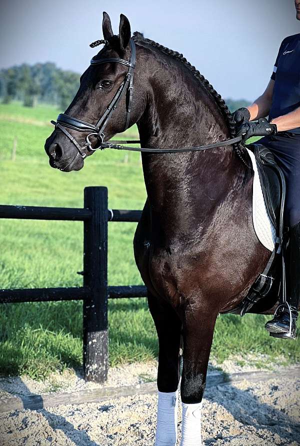 friesian-horses