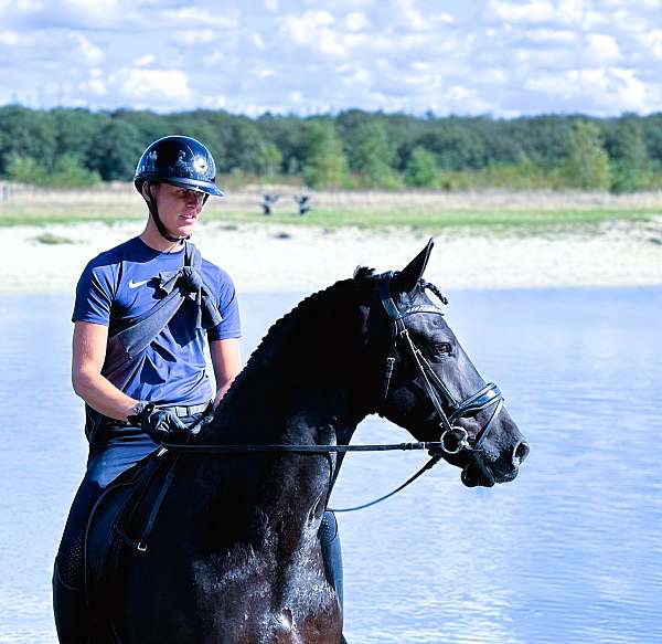 f-riesians-for-sale-friesian-horse