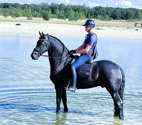 friesian-dressage-horse