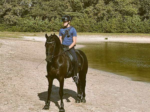 friesian-sporthorse-horse