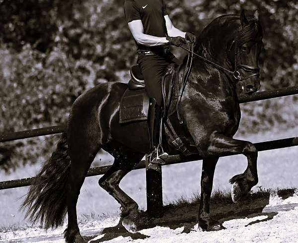 friesian-broodmare-horse