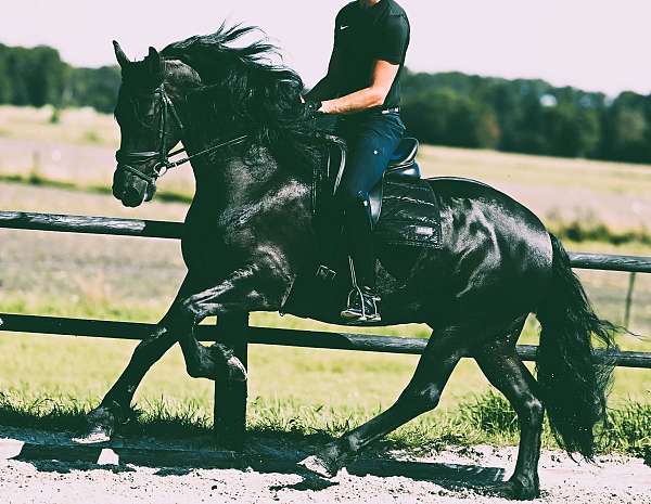 friesian-stallion-horse