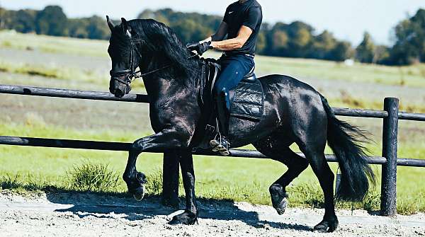 friesian-mare-horse