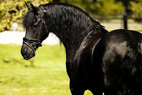 friesian-gelding-horse