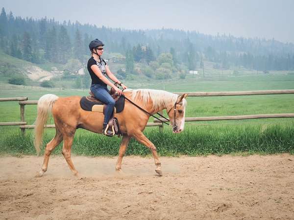 adults-saddlebred-horse