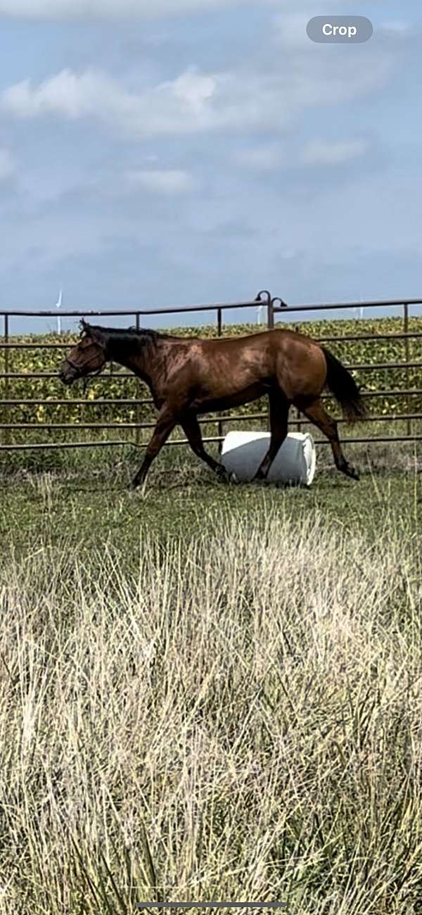 quarter-horse-filly