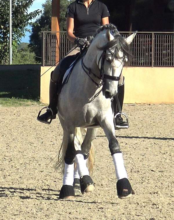 5-hand-andalusian-stallion