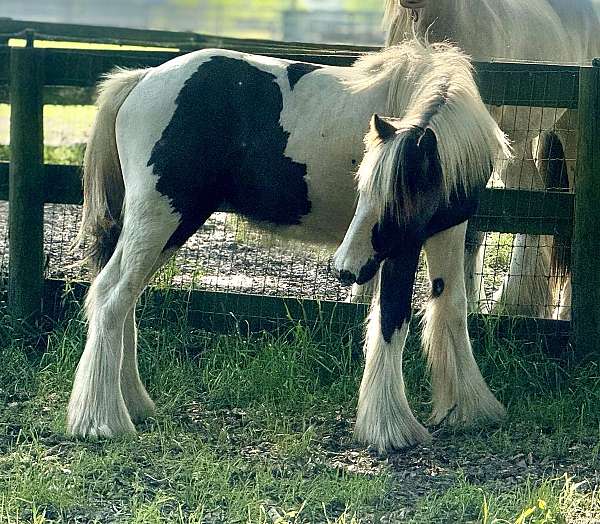 gypsy-vanner-filly-stallion