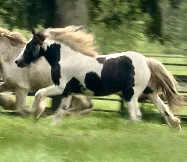 blackwhite-tobiano-horse