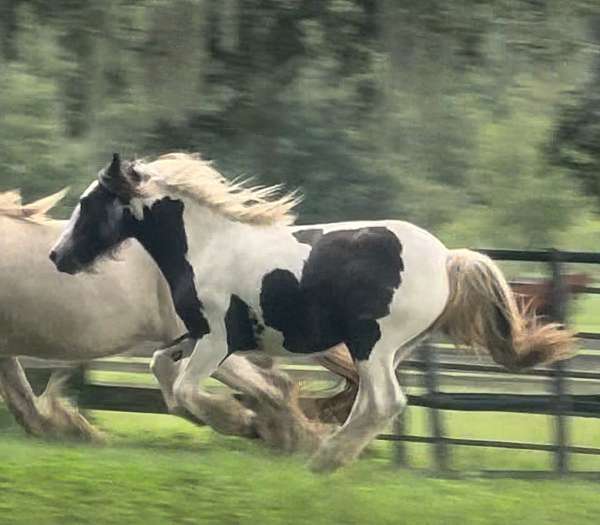 all-around-gypsy-vanner-horse