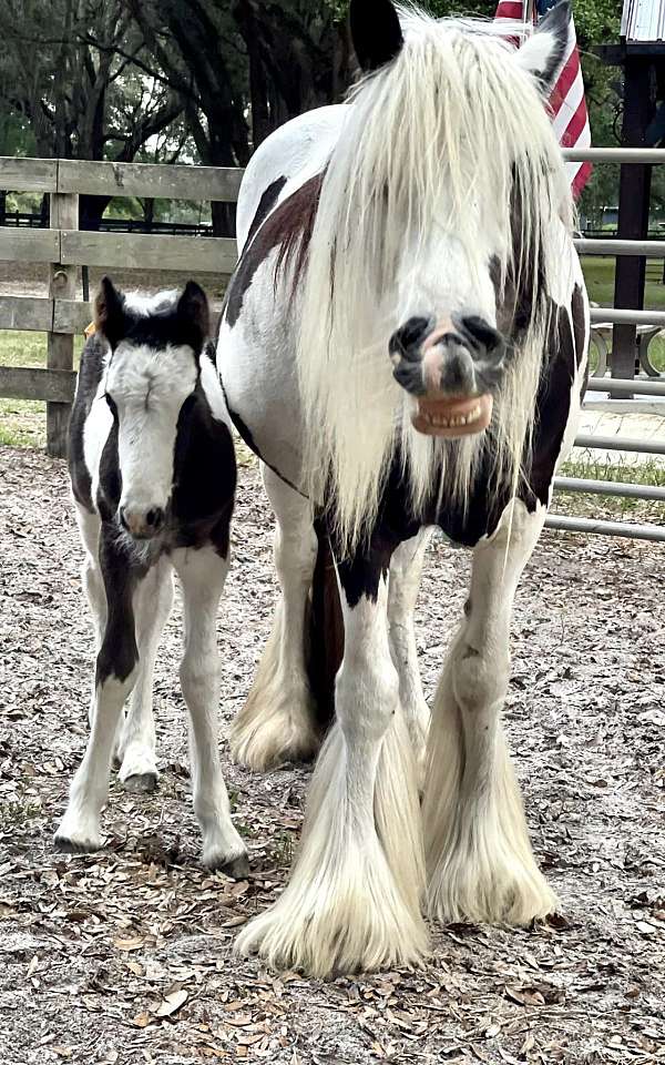 beginner-gypsy-vanner-horse