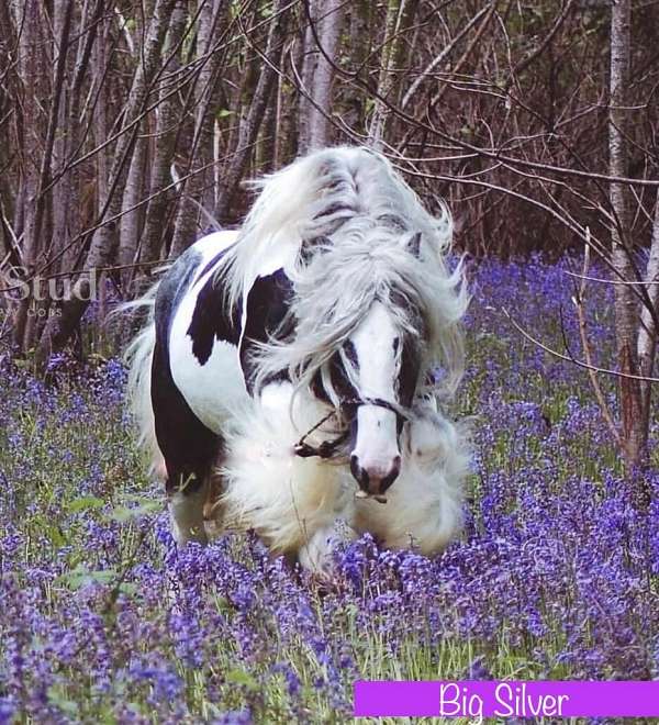 trail-gypsy-vanner-horse